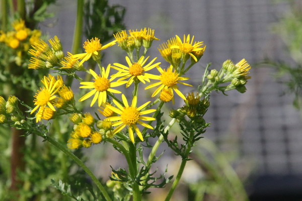 photo of Ragwort