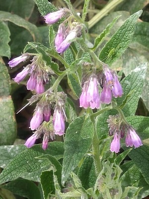 photo of Common Comfrey