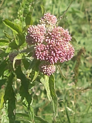 photo of Hemp Agrimony
