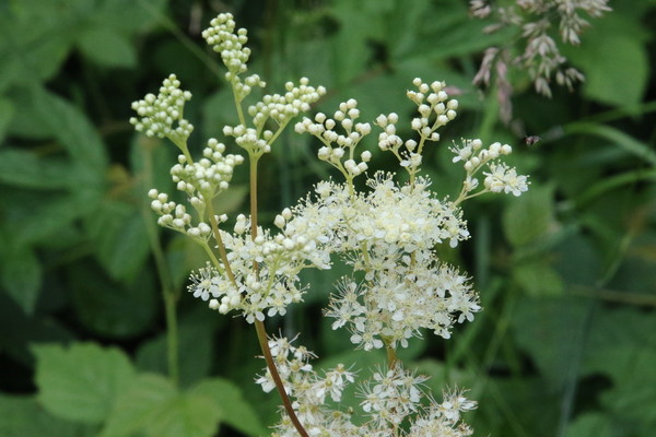 photo of Meadowsweet