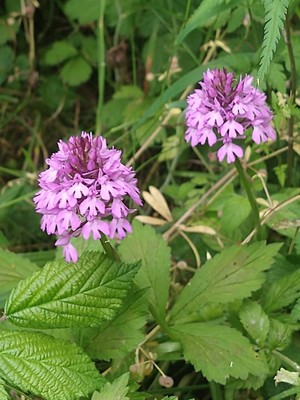 photo of Pyramidal Orchid