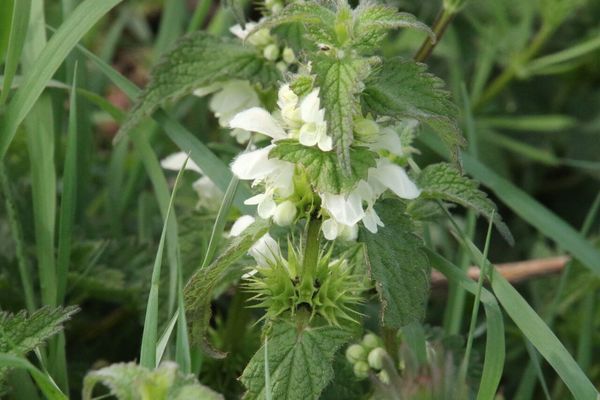 photo of White Dead Nettle