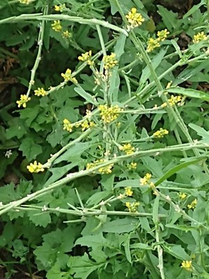 photo of Hedge Mustard