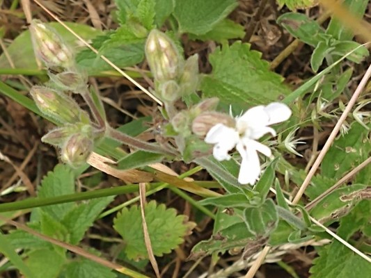 photo of White Campion