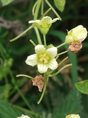photo of White Bryony
