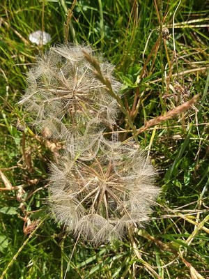 photo of Goat's Beard