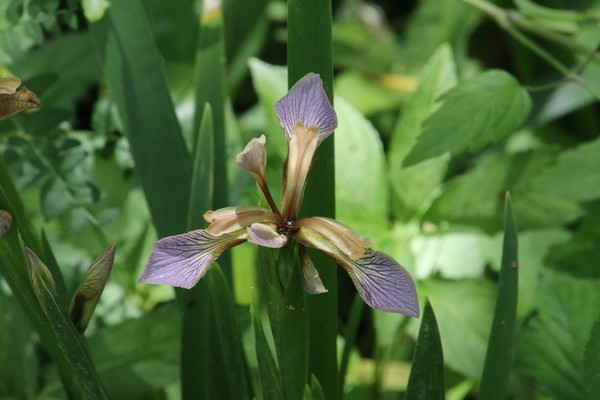 photo of Stinking Iris