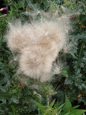 photo of Creeping Thistle
