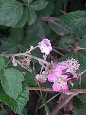 photo of Elm Leaved Bramble