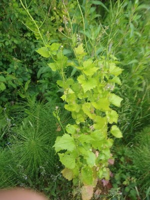 photo of Garlic Mustard