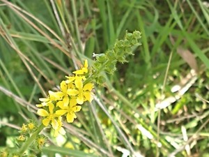 photo of Agrimony