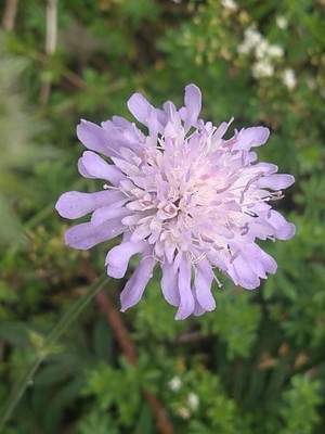 photo of Field Scabious