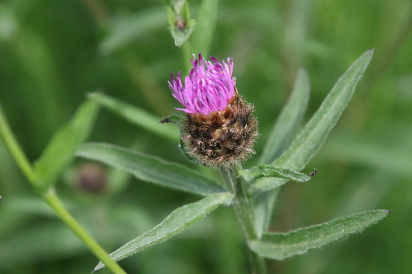 photo of Common Knapweed