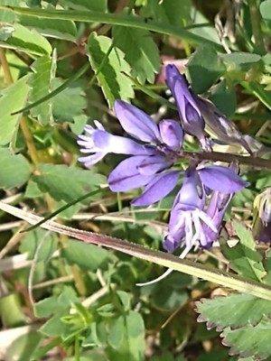photo of Chalk Milkwort