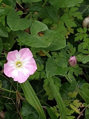 photo of Field Bindweed