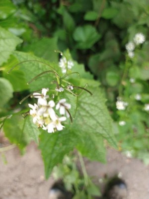 photo of Garlic Mustard