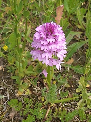 photo of Pyramidal Orchid