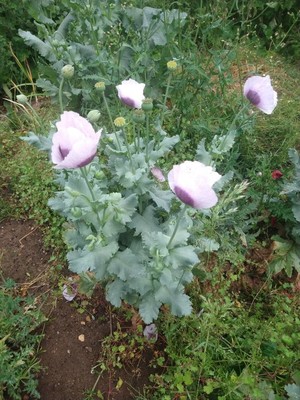 photo of Opium Poppy