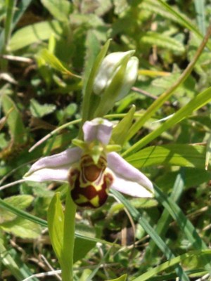 photo of Bee Orchid
