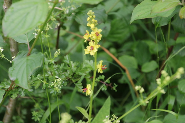 photo of Dark Mullein