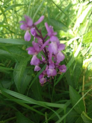 photo of Early Purple Orchid