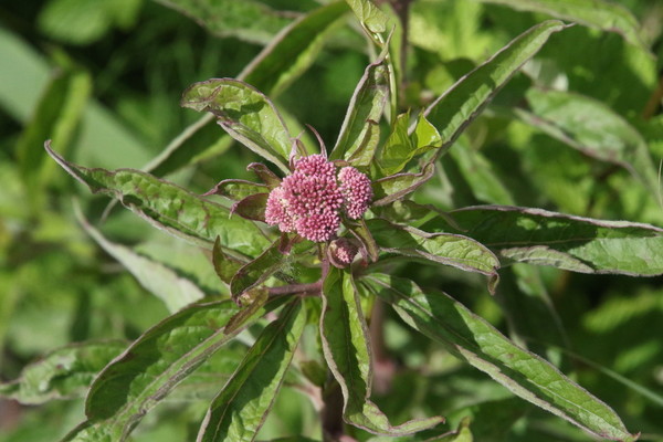 photo of Hemp Agrimony