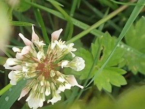 photo of White Clover