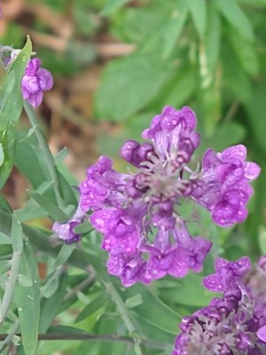 photo of Purple Toadflax