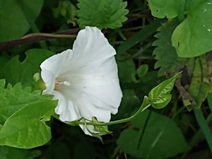 photo of Hedge Bindweed