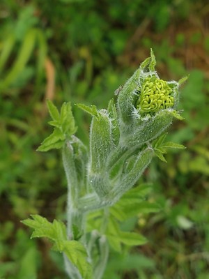 photo of Hogweed