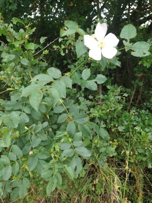 photo of Common Dog Rose
