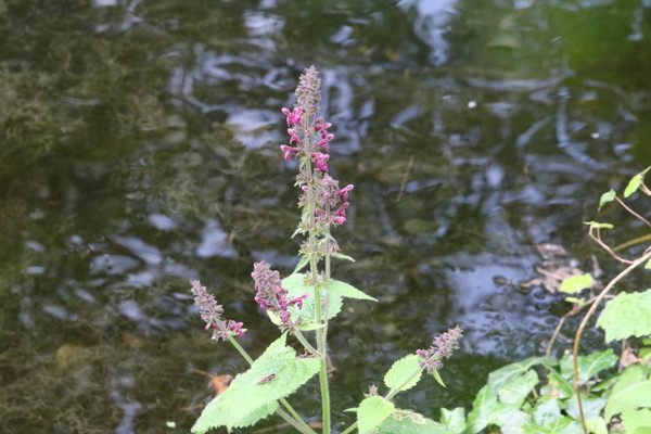 photo of Hedge Woundwort