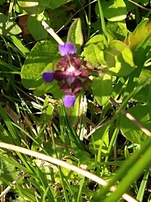 photo of Selfheal