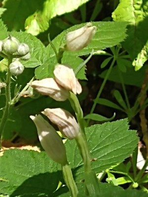 photo of White Helleborine