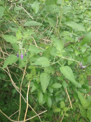 photo of Bittersweet