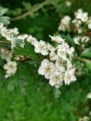 photo of Hawthorn