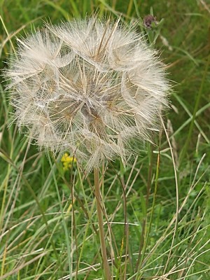 photo of Goat's Beard