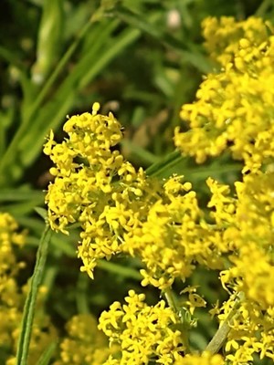 photo of Lady's Bedstraw