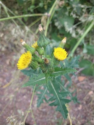 photo of Prickly Sow Thistle