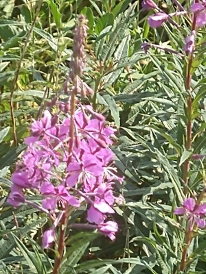 photo of Rosebay Willowherb