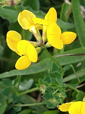 photo of Bird's Foot Trefoil