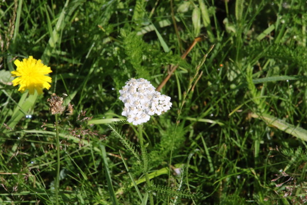 photo of Yarrow