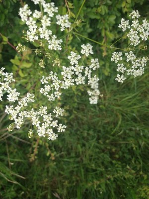 photo of Cow Parsley