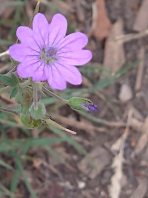photo of Dove's Foot Crane's Bill