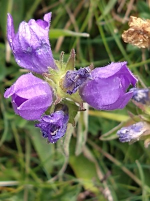 photo of Clustered Bellfower