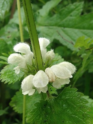 photo of White Dead Nettle