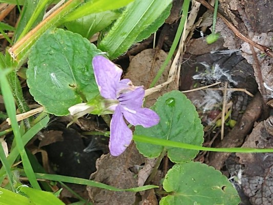 photo of Early Dog Violet