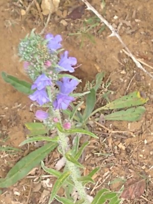 photo of Vipers Bugloss