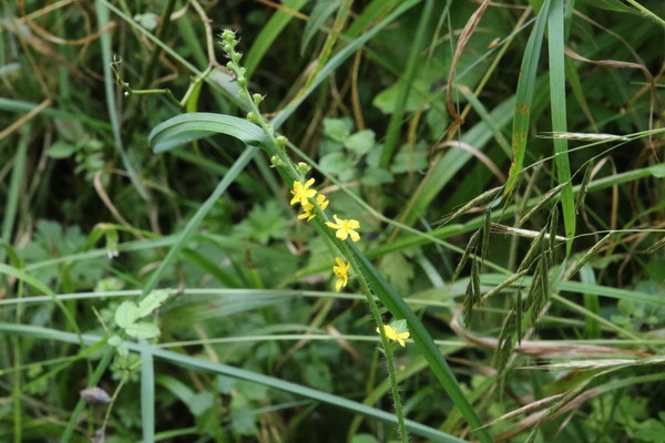 photo of Agrimony