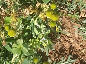 photo of Pineappleweed
